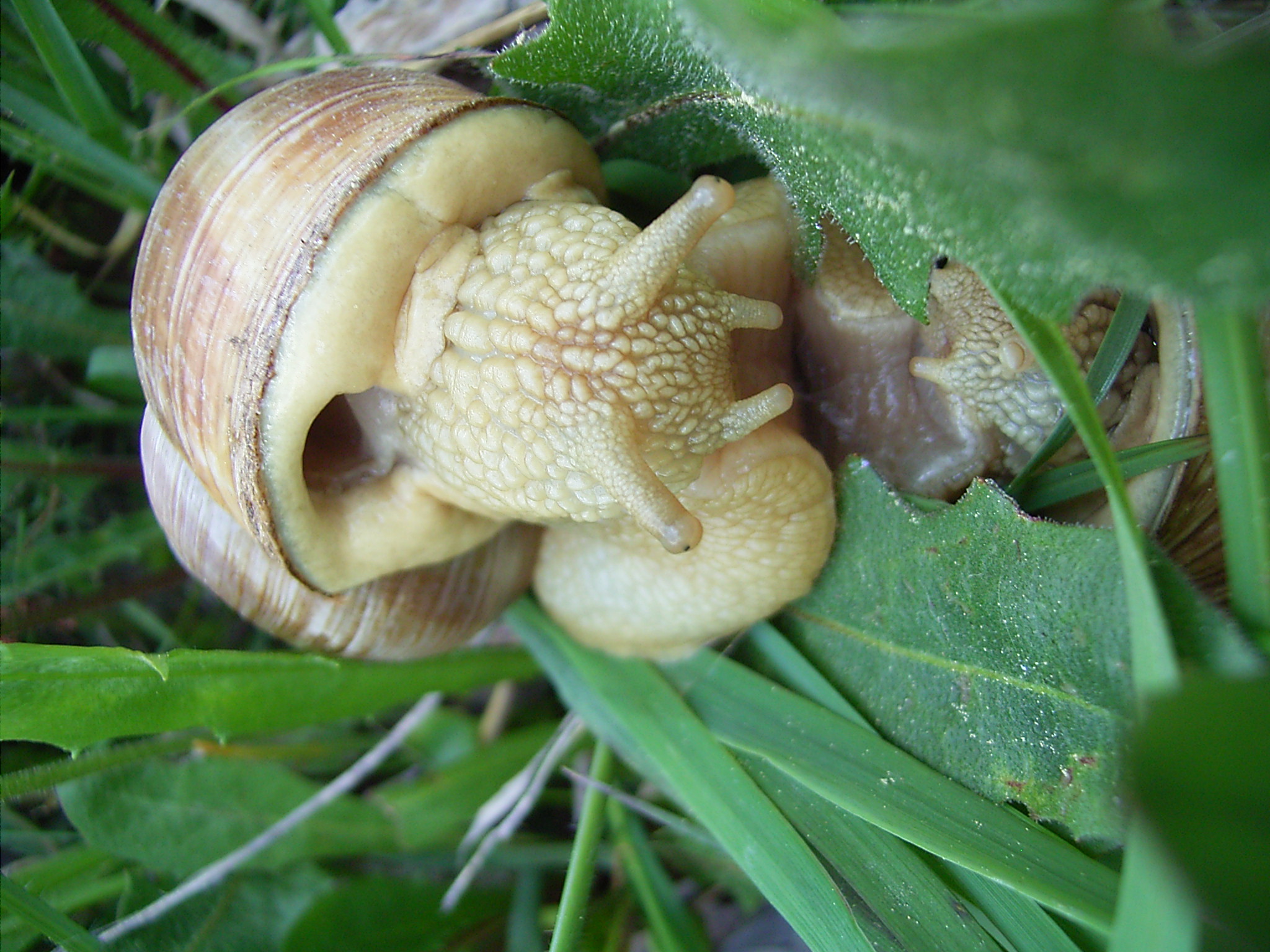 Escargotカタツムリの種 軟体動物門 カタツムリ科