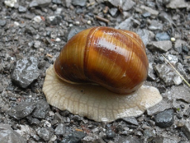 Escargotカタツムリの種 軟体動物門 カタツムリ科