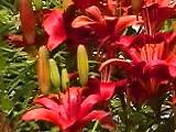 Lilium bulbiferum