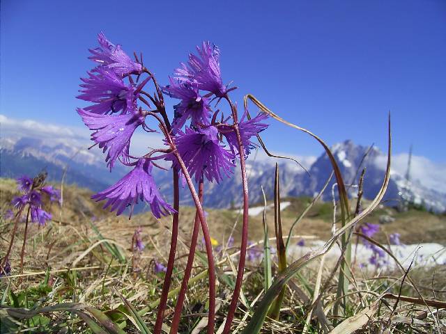 ヨーロッパアルプスの花 写真図鑑 スイス オーストリア イタリア フランス ドイツ スロベニア 高山植物 Alpen Flowers