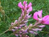 Sainfoin de montagneF(})<br>{@} <br>