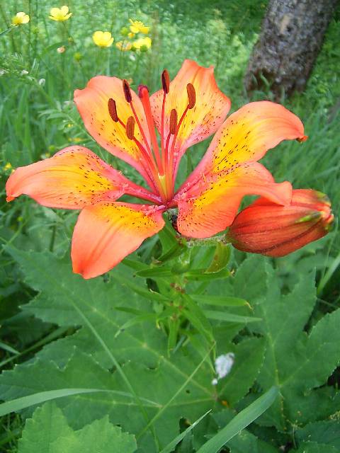 ヨーロッパアルプスの花 写真図鑑 スイス オーストリア イタリア フランス ドイツ スロベニア 高山植物 Alpen Flowers