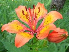 Lilium bulbiferum