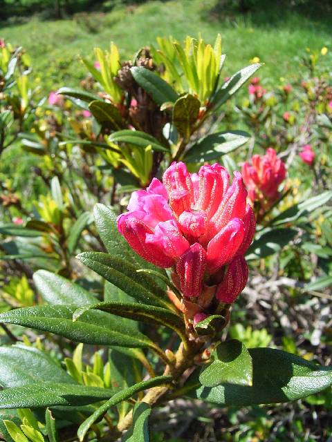 Rhododendrons