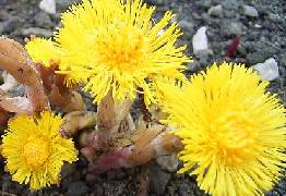 Tussilago Farfara