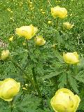 Trollius europaeus/o^[Jbv