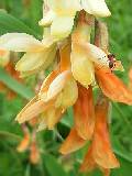 Astragalus