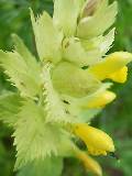 Rhinanthus