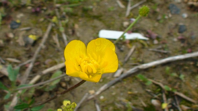 EfEV
