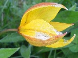 Tulipa australis