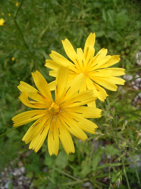 Conche -Col de laRVF