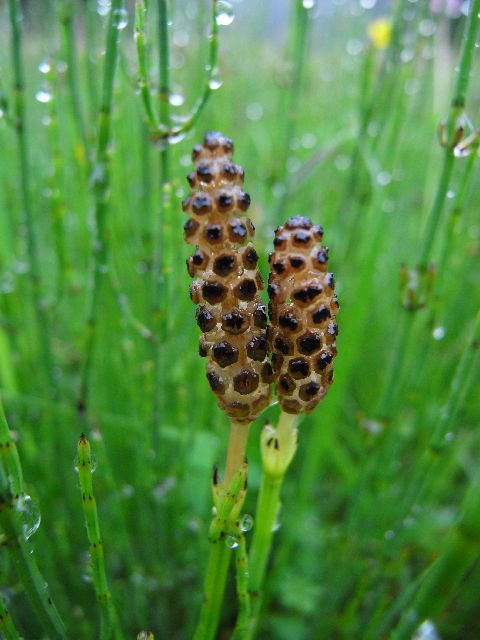 Equisetum Palustreエクイセツム パルストレ イヌスギナ シダ植物 トクサ科