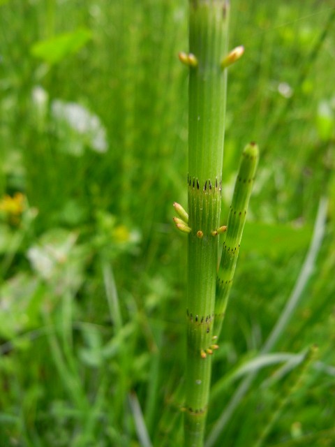 Equisetum Palustreエクイセツム パルストレ イヌスギナ シダ植物 トクサ科