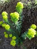Euphorbia：(トウダイグサ科)