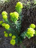 Euphorbia