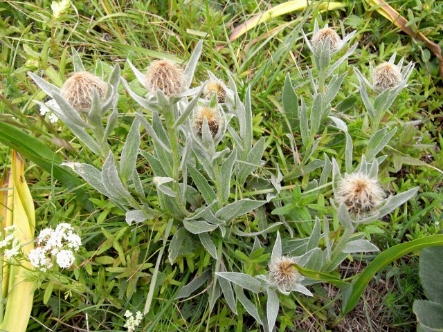 Col di LarcheVF