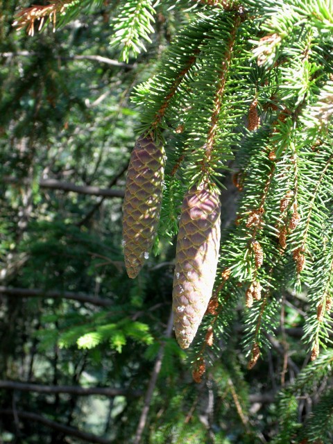 Picea Abiesピケア アビエス ドイツトウヒ 裸子植物 マツ科トウヒ属