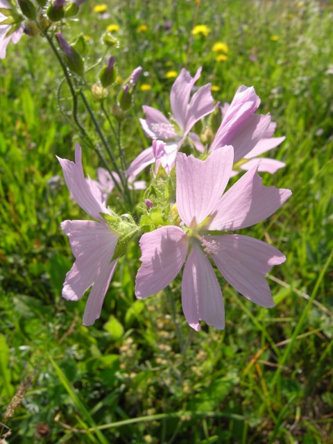 Malva Moschataマルバ モスカータ ジャコウアオイ アオイ科