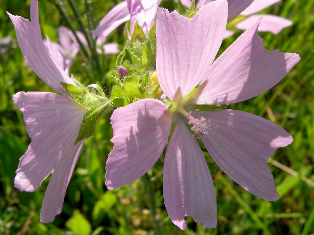 Malva Moschataマルバ モスカータ ジャコウアオイ アオイ科