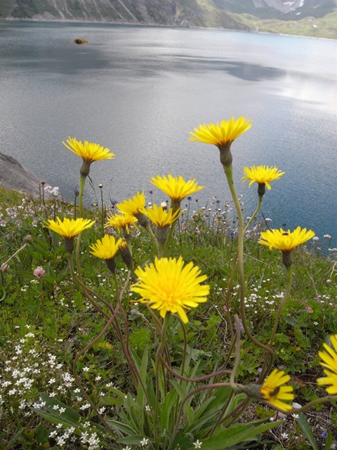 LunerSee[i[