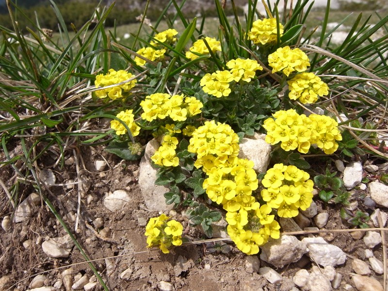 zbzEIrAR