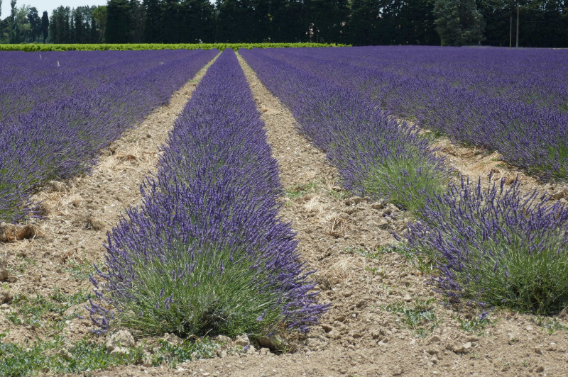 Eygues/Aigues/G[O:tX