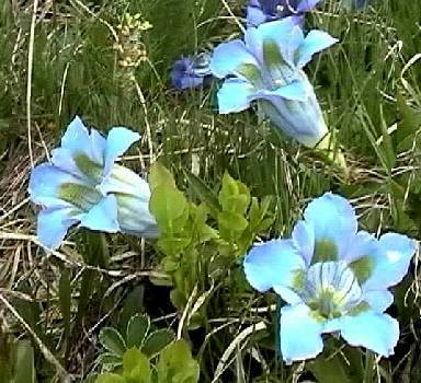 Gentiana-acaulis