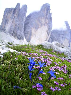 tre-cimeの岩と、ゲンティアナとナデシコ科(?)の花