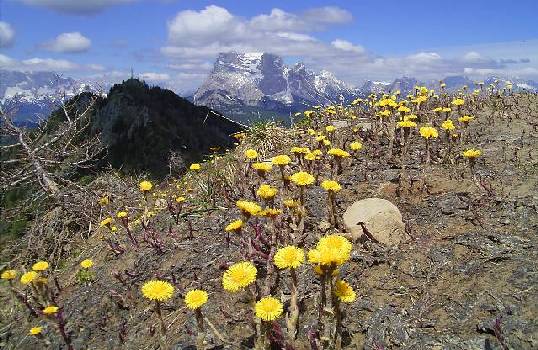 モンテ山の花とペルモの山