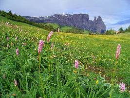 Alpe-di-Siusi͐