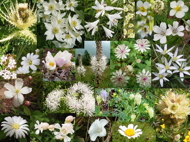 2007年アルプスの花たち（２：白色系)