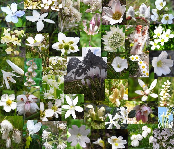 2008年アルプスの花たち(-5：白色系)