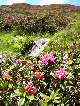 Madrisertal