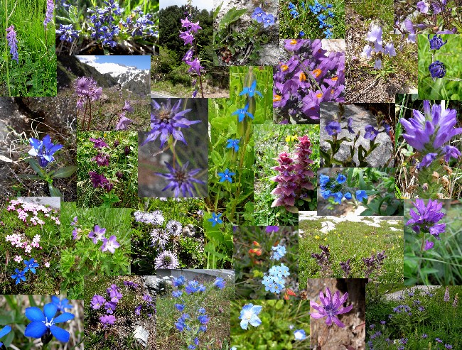 2009年アルプスの花たち（１：青色系)