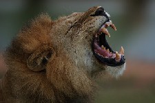 ライオンの歯