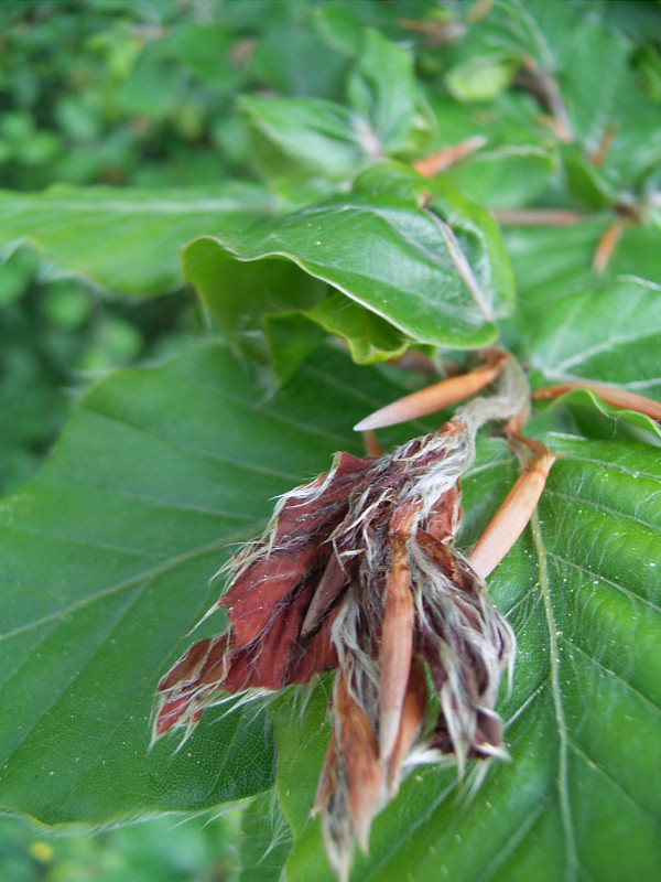 Fagus sylvaticaファグス・シルヴァティカ(ブナ科 ブナ属)