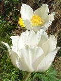 White白色の花