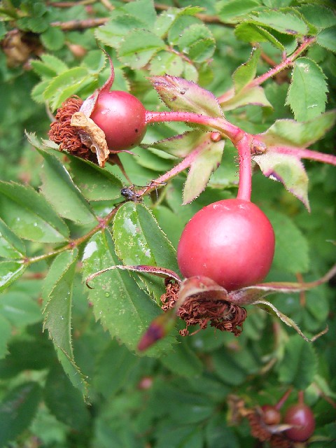Rosaceae バラ科バラ属の果実 バラ科