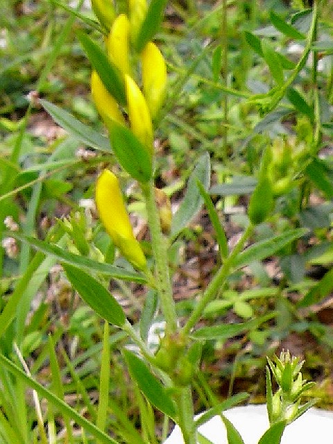 Genista tinctoriaゲニスタ・ティンクトリア(マメ科 ヒトツバエニシダ属)