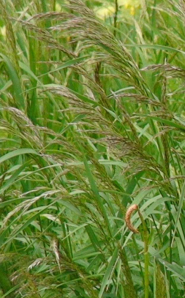 Festuca arundinaceaオニウシノケグサ(イネ科 ウシノケグサ属)