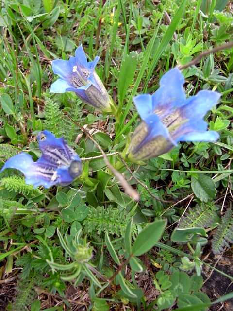 花Index：ヨーロッパアルプスの花：写真図鑑(スイス・オーストリア・イタリア・フランス・ドイツ・スロベニア：高山植物)：Alpen flowers