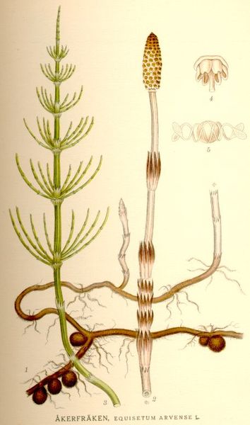 スギナの胞子茎 ツクシ 土筆 シダ植物 トクサ科トクサ属スギナ